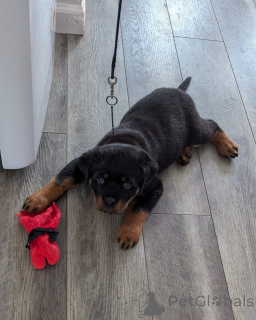 Zdjęcie №1. rottweiler - na sprzedaż w Augustusburg | negocjowane | Zapowiedź №173334