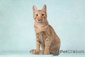 Zdjęcie №1.  - na sprzedaż w Moskova | Bezpłatny | Zapowiedź № 154292