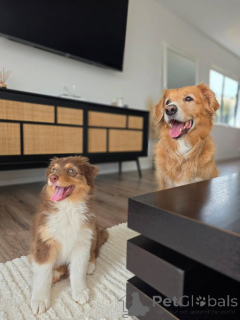 Zdjęcie №4. Sprzedam owczarek australijski w Groningen. hodowca - cena - negocjowane