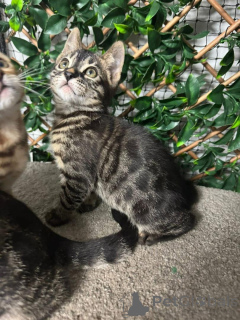 Zdjęcie №1. kot bengalski - na sprzedaż w Dornbirn | 3588zł | Zapowiedź № 153411