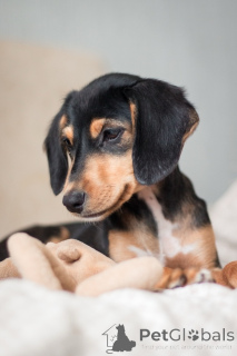 Zdjęcie №3. Urocza suczka Zippy jest gotowa do zamieszkania w nowym domu.. Federacja Rosyjska