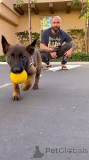 Zdjęcie №3. Sprzedam szczenięta Belgijskiego Malinois. Holandia