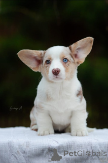 Zdjęcie №2 do zapowiedźy № 80013 na sprzedaż   - wkupić się Polska prywatne ogłoszenie, od żłobka