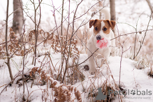 Zdjęcie №4. Sprzedam jack russell terrier w Mińsk. od żłobka - cena - 3056zł