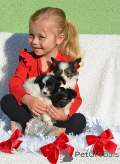 Zdjęcie №1. papillon (rasa psów) - na sprzedaż w Bietigheim-Bissingen | 2392zł | Zapowiedź №160537