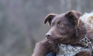 Zdjęcie №2 do zapowiedźy № 30273 na sprzedaż  pies nierasowy - wkupić się Federacja Rosyjska prywatne ogłoszenie