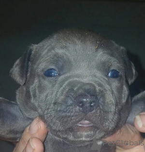 Zdjęcie №1. amerykański pitbulterier - na sprzedaż w Uden | negocjowane | Zapowiedź №176228