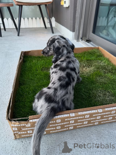 Zdjęcie №3. Mini jamnikowy szczeniak dostępny słodko i zabawny!. Republika Czeska