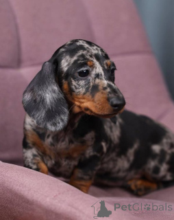 Zdjęcie №4. Sprzedam pies nierasowy w Orlando. hodowca - cena - 3558zł