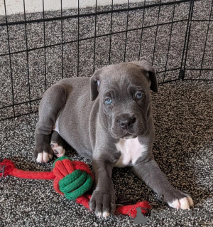 Zdjęcie №1. cane corso - na sprzedaż w Achaern | negocjowane | Zapowiedź №173818