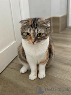 Zdjęcie №2 do zapowiedźy № 170251 na sprzedaż  scottish fold - wkupić się Federacja Rosyjska prywatne ogłoszenie