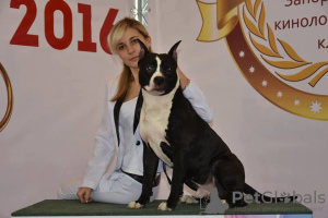 Zdjęcie №3. Piesek Am Staff. Terrier, hodowla KSU-FCI w Ukraina. Zapowiedź № 7651