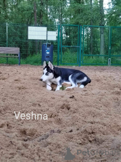 Dodatkowe zdjęcia: Syberyjski husky. (Umma Niebiańskie Oczy)