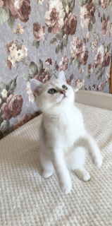 Zdjęcie №2 do zapowiedźy № 3508 na sprzedaż  kot brytyjski krótkowłosy - wkupić się Białoruś od żłobka