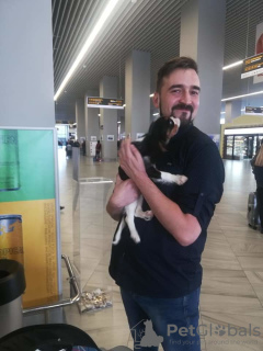 Zdjęcie №2. Usługi dostawy i transportu kotów i psów w Federacja Rosyjska. Price - negocjowane. Zapowiedź № 8042