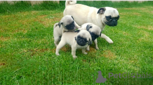 Zdjęcie №1. mops - na sprzedaż w Couvin | negocjowane | Zapowiedź №169344