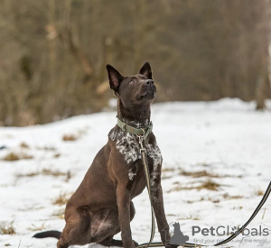 Zdjęcie №2 do zapowiedźy № 133500 na sprzedaż   - wkupić się Federacja Rosyjska prywatne ogłoszenie