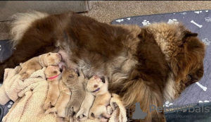 Zdjęcie №4. Sprzedam chow-chow w Zlín.  - cena - 1783zł