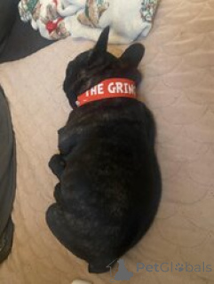 Zdjęcie №1. buldog francuski - na sprzedaż w Ramstein-Miesenbach | 2679zł | Zapowiedź №166053