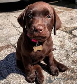 Zdjęcie №3. Szczenięta labradora retrievera gotowe na nowe domy. Wielka Brytania