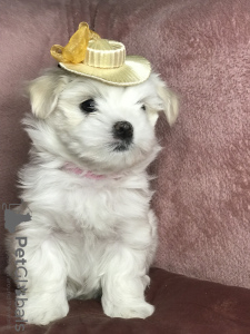 Dodatkowe zdjęcia: Najsłodsze szczenięta