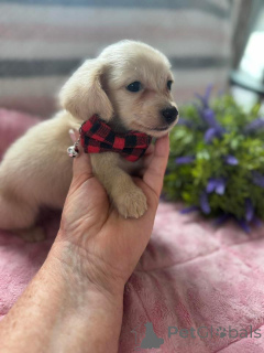 Zdjęcie №4. Sprzedam jamnik w Kraków. hodowca - cena - negocjowane