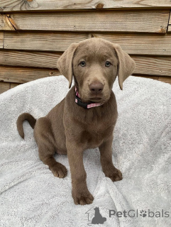 Zdjęcie №2 do zapowiedźy № 165309 na sprzedaż  labrador retriever - wkupić się Francja hodowca