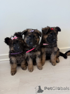 Zdjęcie №1. owczarek niemiecki - na sprzedaż w Ansubrg | negocjowane | Zapowiedź №164997