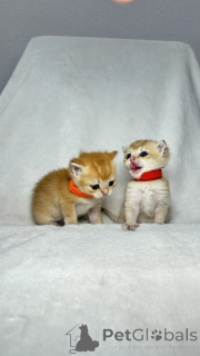 Zdjęcie №3. BRC za sprzedaż kociąt. Uzbekistan