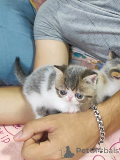 Zdjęcie №3. Himalaya-kätzchen bereit für rehoming. Niemcy