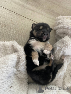 Zdjęcie №4. Sprzedam husky syberyjski w Mińsk. prywatne ogłoszenie - cena - Bezpłatny