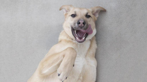 Zdjęcie №1. pies nierasowy - na sprzedaż w Москва | Bezpłatny | Zapowiedź №5915