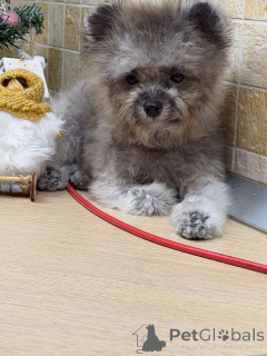 Zdjęcie №4. Sprzedam pudel (krasnolud) w Krasnodar. prywatne ogłoszenie - cena - 9797zł