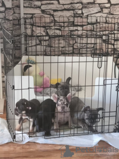 Zdjęcie №4. Sprzedam buldog francuski w Берлингероде. prywatne ogłoszenie - cena - 4784zł