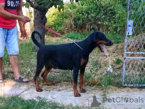 Zdjęcie №3. Warytmicz Dobermana. Serbia