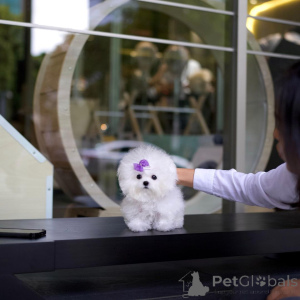 Zdjęcie №3. Zabawne szczenięta Bichon Frie. Wielka Brytania