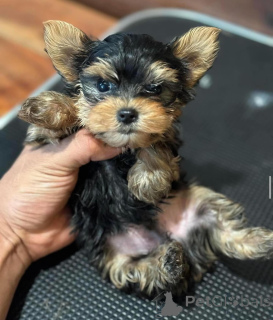 Zdjęcie №2 do zapowiedźy № 135477 na sprzedaż  yorkshire terrier - wkupić się Hiszpania 