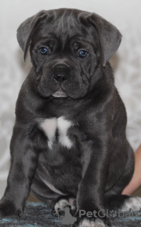 Zdjęcie №2 do zapowiedźy № 34512 na sprzedaż  cane corso - wkupić się Federacja Rosyjska prywatne ogłoszenie