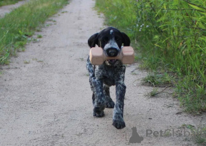 Zdjęcie №1. wyżeł niemiecki szorstkowłosy - na sprzedaż w Warszawa | 5740zł | Zapowiedź №146397