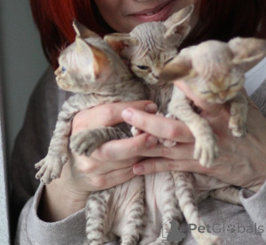 Zdjęcie №1. devon rex - na sprzedaż w Sztokholm | negocjowane | Zapowiedź № 171384