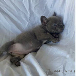 Zdjęcie №1.  - na sprzedaż w Charków | Bezpłatny | Zapowiedź №163568