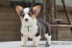 Zdjęcie №2 do zapowiedźy № 169002 na sprzedaż  welsh corgi - wkupić się Niemcy 