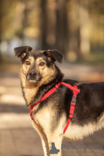 Zdjęcie №3. Luksusowa Makena szuka domu. Federacja Rosyjska