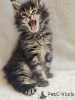 Zdjęcie №1. maine coon - na sprzedaż w Braunschweig | Bezpłatny | Zapowiedź № 145309