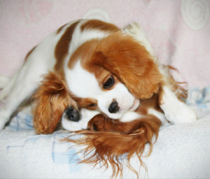 Zdjęcie №2 do zapowiedźy № 4187 na sprzedaż  cavalier king charles spaniel - wkupić się Ukraina od żłobka