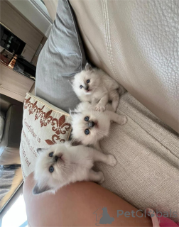 Zdjęcie №1. kot birmański - na sprzedaż w Gräfelfing | 1674zł | Zapowiedź № 154589