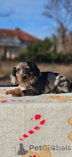 Zdjęcie №3. Jamnik długowłosy. Serbia