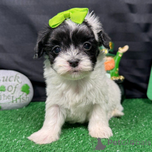 Zdjęcie №3. Acești adorabili pui de Maltipoo. Rumunia