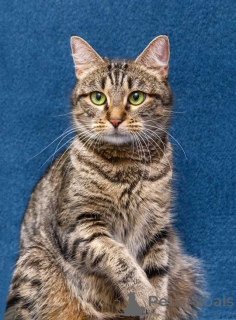 Zdjęcie №3. Malutka Musya szuka domu i kochającego serca. Federacja Rosyjska