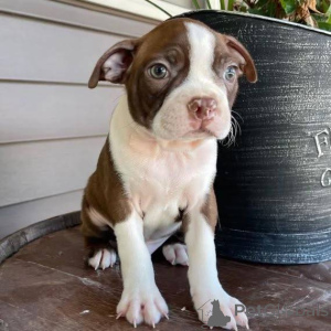 Zdjęcie №1. boston terier - na sprzedaż w Deventer | negocjowane | Zapowiedź №165208